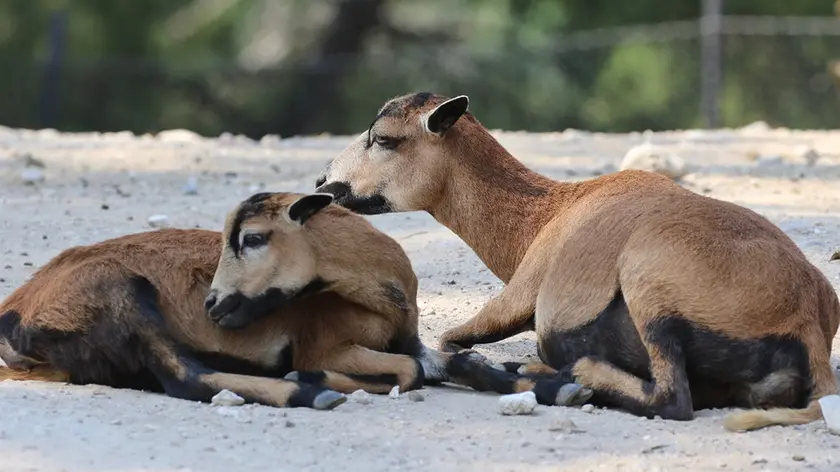 Le pecore del Camerun (foto Giorgio Cortese)