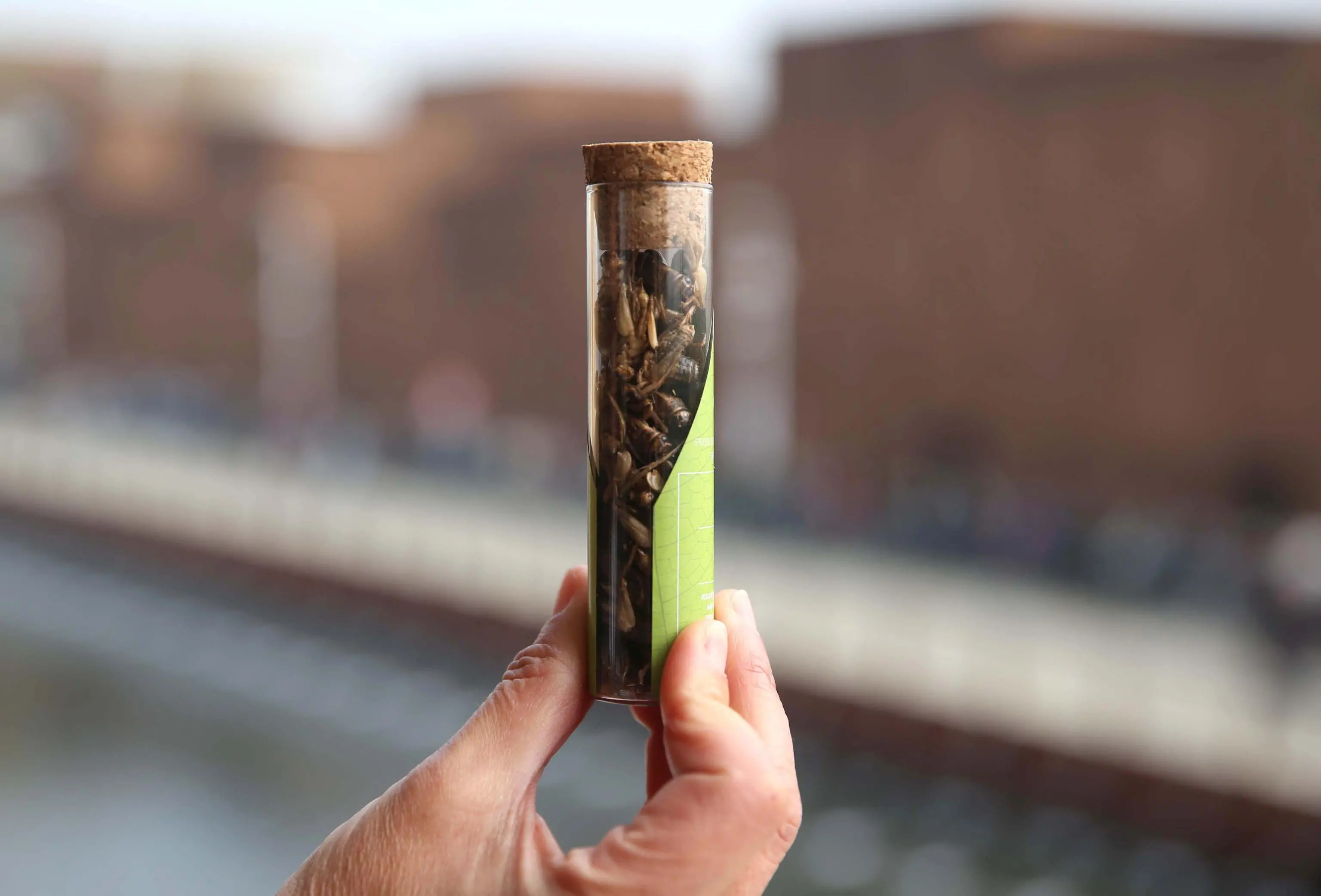 Prima degustazione autorizzata di insetti commestibili allo spazio Coop di Expo 2015, Milano, 27 ottobre 2015. ANSA/STEFANO PORTA