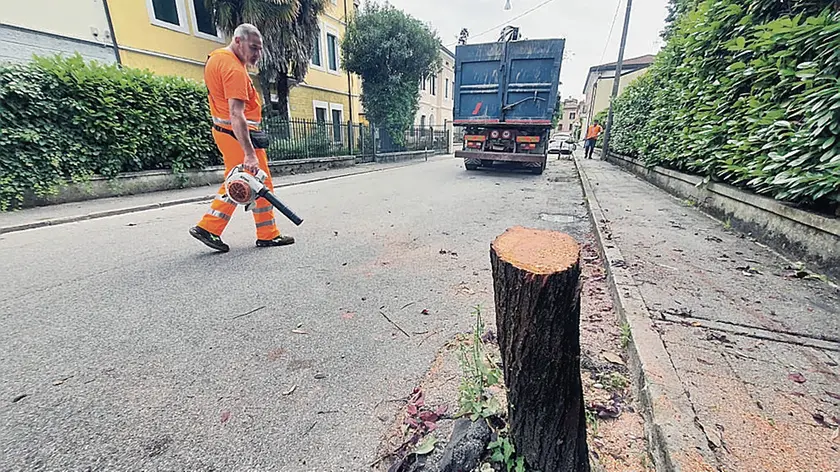 Gli operai inviati dal Comune hanno iniziato l’eliminazione dell’intero filare di prunus (foto Agenzia Bianchi)