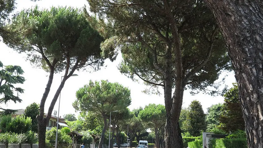 TAFFARELLI-FOTO PIRAN-SELVAZZANO PINI MARITTIMI VIA SCAPACCHIO'