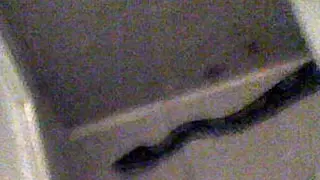 Il serpente striscia verso la doccia. Foto scattata col telefonino dal padrone di casa