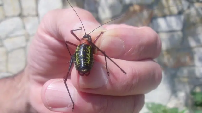 Una cavalletta raccolta negli Euganei
