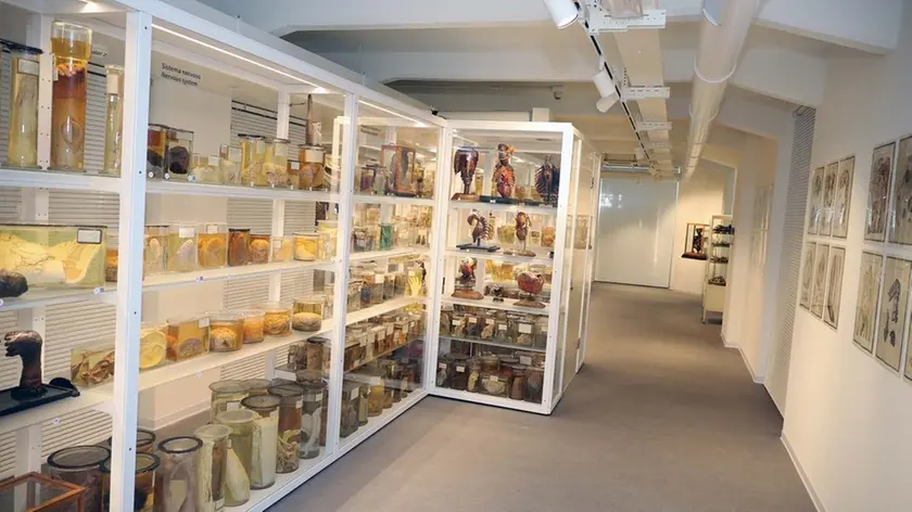 MARIAN - AGENZIA BIANCHI - PADOVA - INAUGURAZIONE MUSEO ANATOMICO